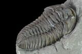 Nice, Prone Flexicalymene Trilobite - Mt Orab, Ohio #133901-5